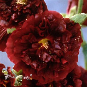 'Double Scarlet'  Hollyhock