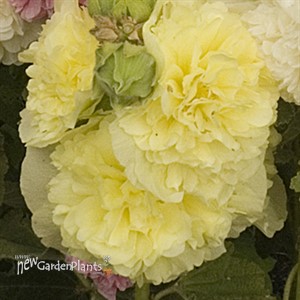 'Double Yellow'  Hollyhock