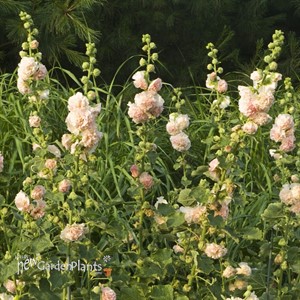 'Peaches & Dream'  Hollyhock