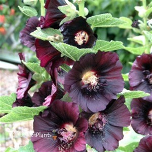 Hollyhock 'Nigra'