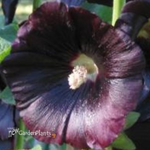 Hollyhock 'Nigra'