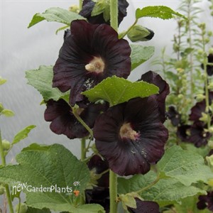Hollyhock 'Nigra'