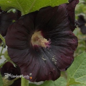 Hollyhock 'Nigra'