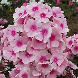 'Bright Eyes' Tall Phlox