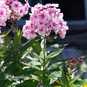 'Bright Eyes' Tall Phlox