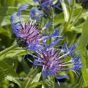 'Montana Blue' Bachelor Button