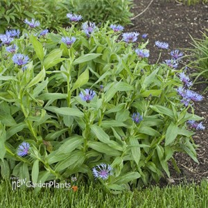 'Montana Blue' Bachelor Button