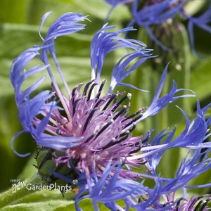 'Montana Blue' Bachelor Button