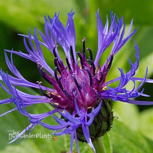 'Montana Blue' Bachelor Button