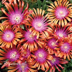 'Fire Spinner'  Ice Plant