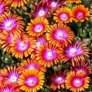'Fire Spinner'  Ice Plant