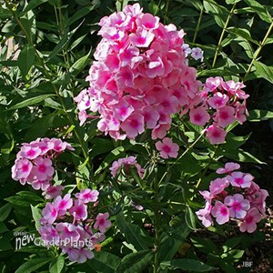 'Bright Eyes' Tall Phlox