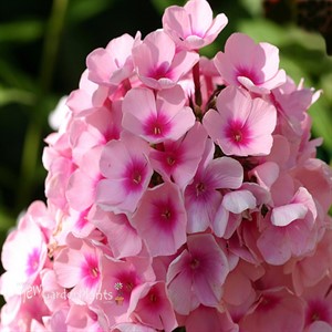 'Bright Eyes' Tall Phlox