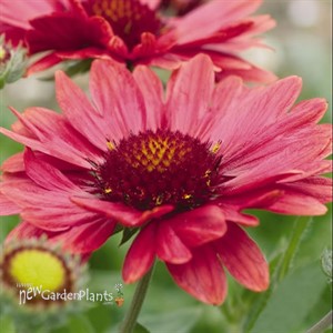 'Arizona Red Shades'