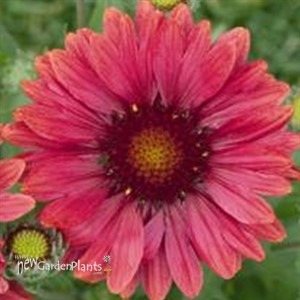 'Arizona Red Shades'