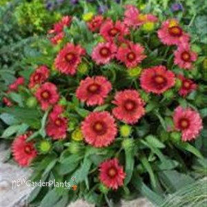 'Arizona Red Shades'