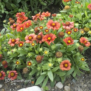 'Arizona Red Shades'