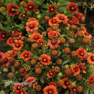 'Arizona Red Shades'