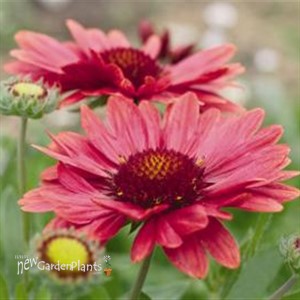 'Arizona Red Shades'