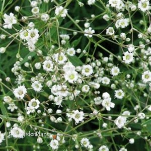 Baby's Breath