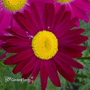 Red Painted Daisies