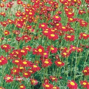 Red Painted Daisies
