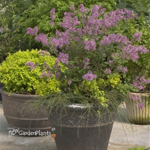 Bloomerang® Dark Purple Lilac