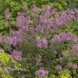 Bloomerang® Dark Purple Lilac