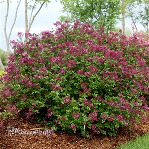 Bloomerang® Dark Purple Lilac
