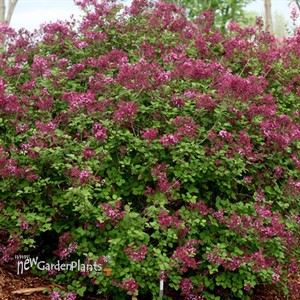 Bloomerang® Dark Purple Lilac
