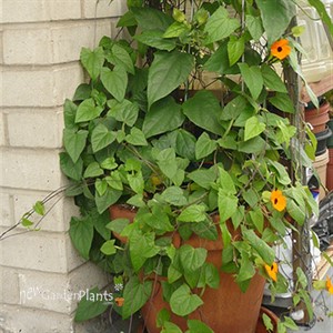 Orange Black-Eyed Susan Vine