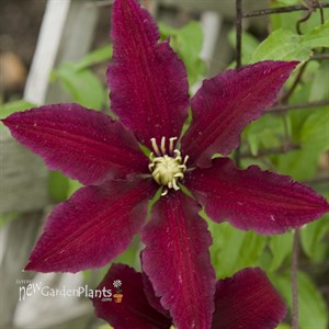 'Niobe' Clematis Vine