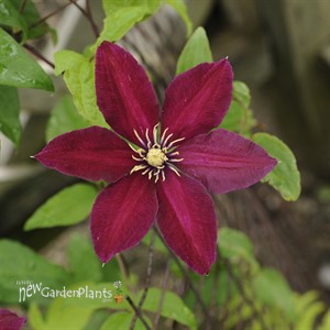 'Niobe' Clematis Vine
