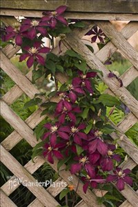'Niobe' Clematis Vine