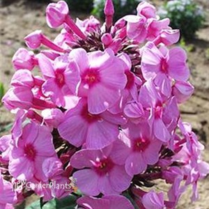 Phlox 'Eva Cullum'