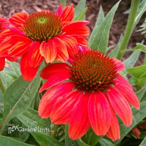 Sombrero™ 'Hot Coral' Coneflower