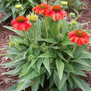Sombrero™ 'Hot Coral' Coneflower