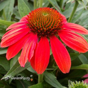 Sombrero™ 'Hot Coral' Coneflower
