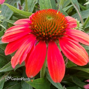 Sombrero™ 'Hot Coral' Coneflower