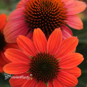 Sombrero™ 'Hot Coral' Coneflower