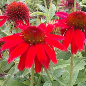 Sombrero 'Salsa Red' Coneflower