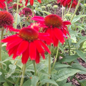 Sombrero 'Salsa Red' Coneflower