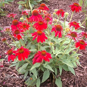Sombrero 'Salsa Red' Coneflower