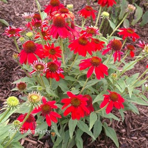Sombrero 'Salsa Red' Coneflower