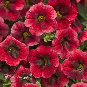 Superbells® Pomegranate Punch 