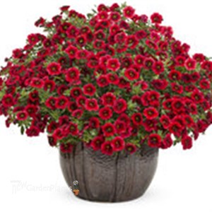 Superbells® Pomegranate Punch 