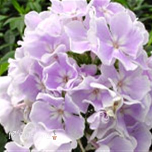 'Franz Schubert' Phlox