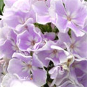 'Franz Schubert' Phlox