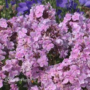 'Franz Schubert' Phlox