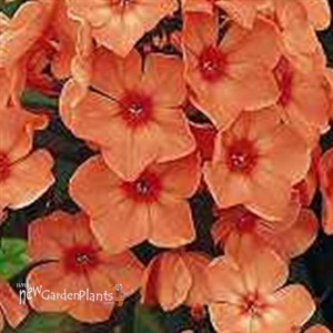 'Orange Perfection' Garden Phlox